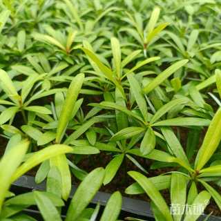 0.1公分兰屿罗汉松