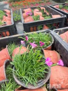 高度5厘米欧石竹