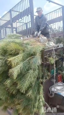 高度150厘米黑松