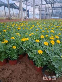 高度15厘米孔雀草