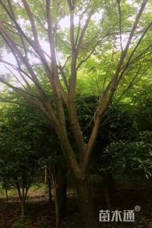 12公分栾树