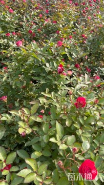 高度30厘米大花月季