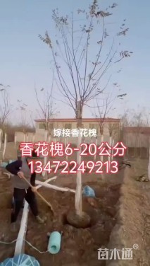 18公分香花槐