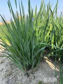 高度25厘米马莲