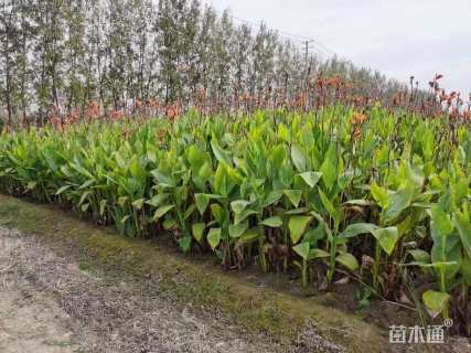高度60厘米花叶美人蕉