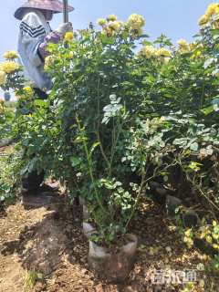 高度80厘米丛生月季