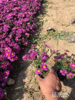 高度20厘米荷兰菊