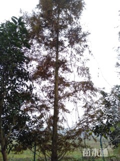 15公分水杉