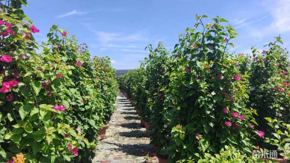 高度180厘米拼种多彩三角梅