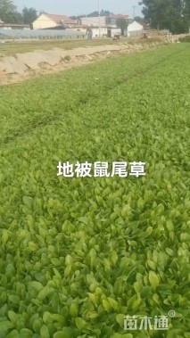 高度25厘米鼠尾草