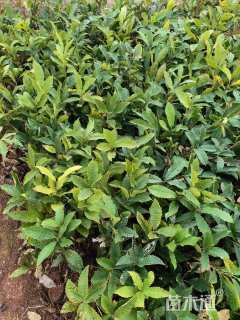 高度20厘米板栗