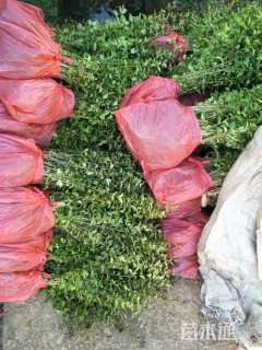 高度50厘米小叶女贞