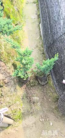 高度25厘米铺地柏