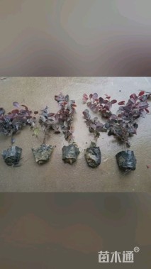 高度30厘米红花继木