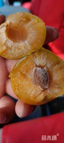 高度100厘米蜂糖李