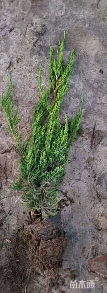 高度60厘米龙柏