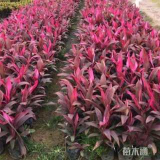 高度25厘米红叶朱蕉