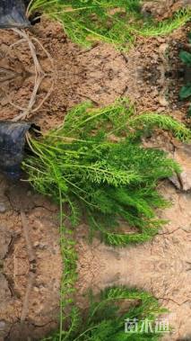 高度15厘米蓍草