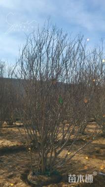 高度300厘米丛生紫薇