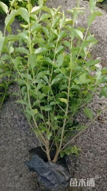 高度30厘米金禾女贞