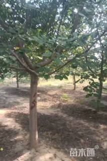 14公分普贤象樱花