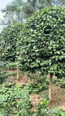 高度200厘米茶花