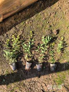 高度30厘米金禾女贞