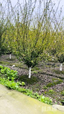 10公分垂丝海棠