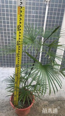 裸干高80厘米金山棕