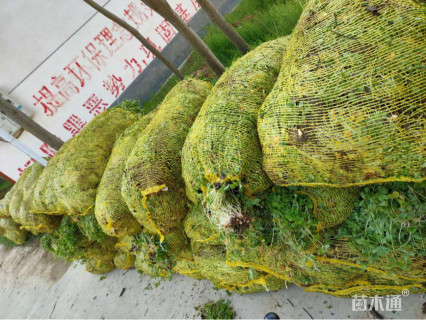 高度20厘米红花酢浆草