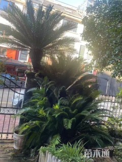 裸干高260厘米铁树