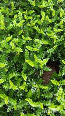 高度20厘米胡椒木