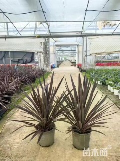 高度50厘米朱蕉