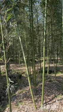 地栽苗雷竹