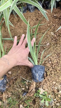 高度25厘米吊兰