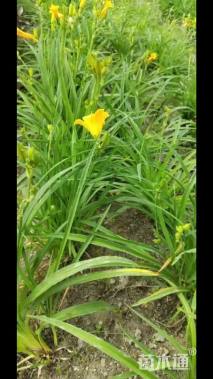 高度30厘米金娃娃萱草