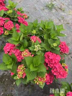 高度40厘米绣球