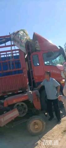 高度300厘米丛生紫叶李