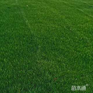 混播黑麦草