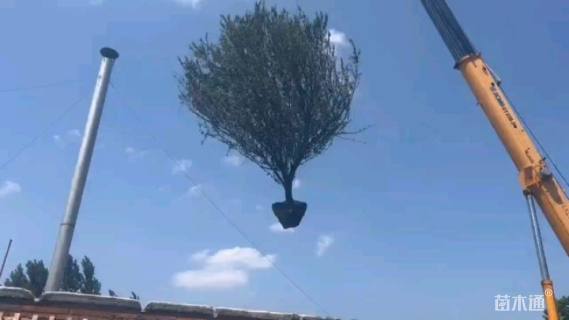 高度360厘米李子树