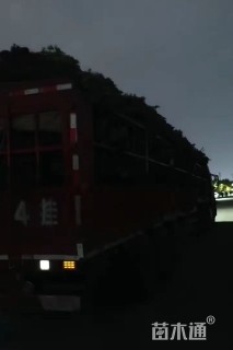 120厘米藤本月季