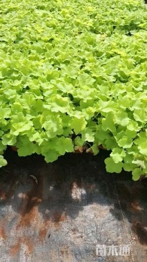 高度15厘米矾根