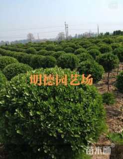 冠幅120厘米大叶黄杨球