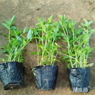 高度20厘米千屈菜