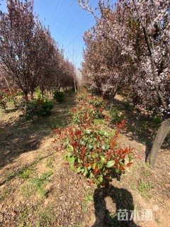 冠幅60厘米红叶石楠球