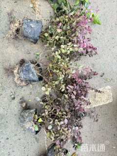 高度35厘米红花继木小苗