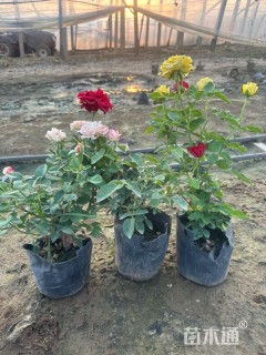 高度40厘米大花月季