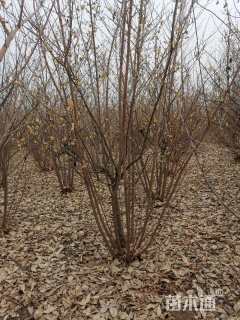 高度300厘米丛生蜡梅