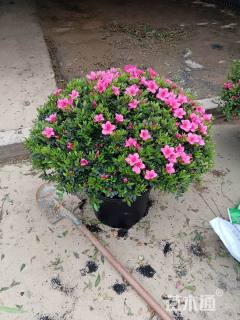 高度80厘米夏鹃球