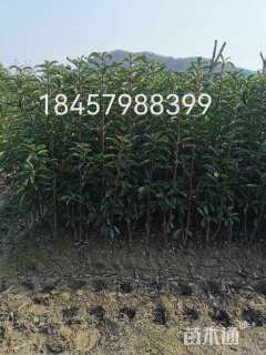 高度120厘米法国冬青